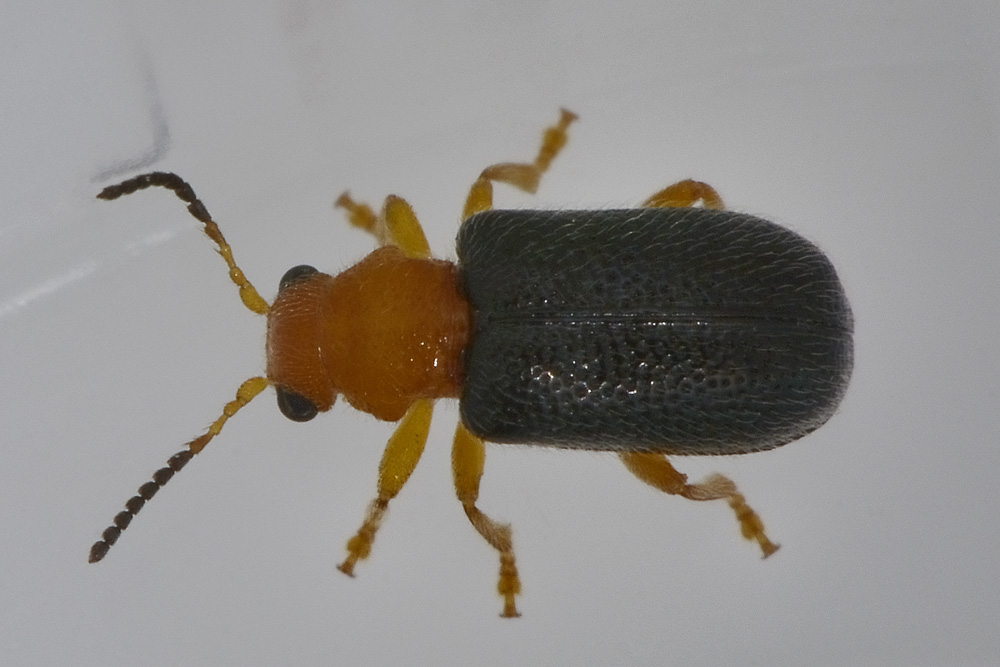 Zeugophora cf. subspinosa - Chrysomelidae